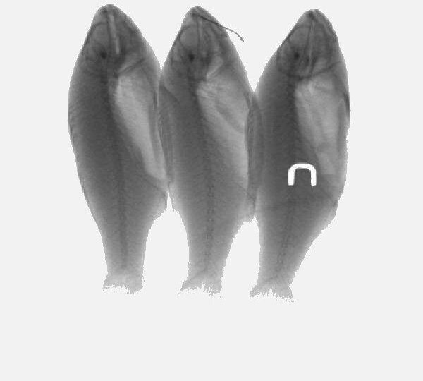 Inspection and quality control with detection of foreign objects in unpacked fresh fish