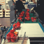 GIF Verifica peso fragole